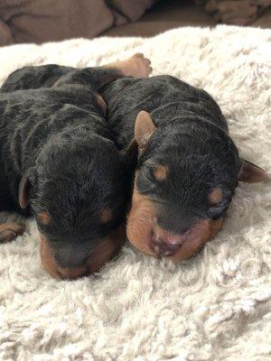 Airedale terrier puppies