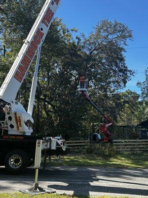 Hammock Tree Service