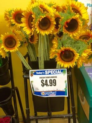 Fresh sunflowers!