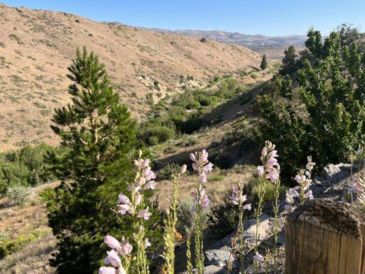 Steamboat Ditch Trail