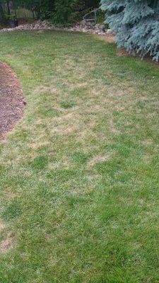 Just a FEW of the spots in the lawn after 5+years of "professional" care.