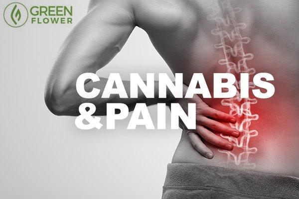 Suffering from back pain? Find out how CBD and THC can help!