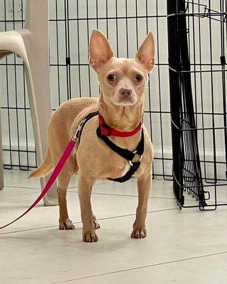 Jingles 4!yr old chihuahua