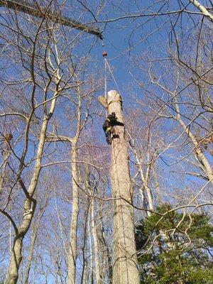 Beaver Tree Service