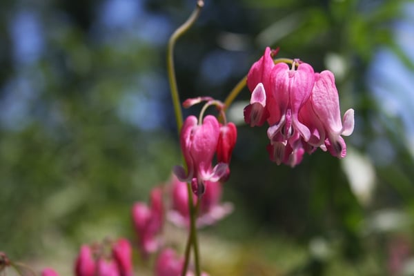 Dicentra spectablis 'Valentine'