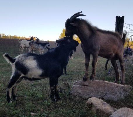 Purebred Kiko bucklings for sale in Virginia