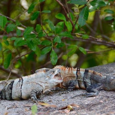 Fancy to eat one of those lizards?!