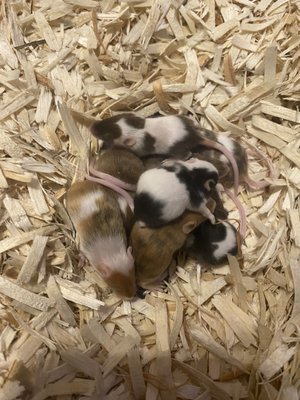 2 week old mice pups!