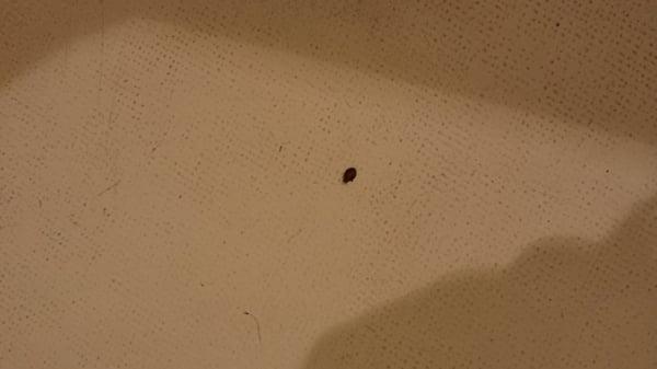 Bedbugs falling from the ceiling. Found one in the bathtub. Manager won't speak to the tenant next door where they come from.