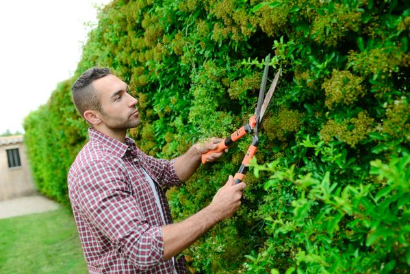 Matias Landscaping and Tree Services