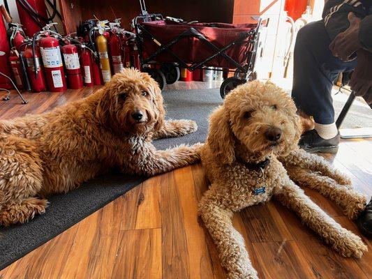 These two awesome dogs will greet you at the door. They are super friendly.