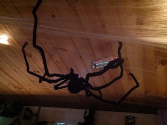 Spider on ceiling with a beer can