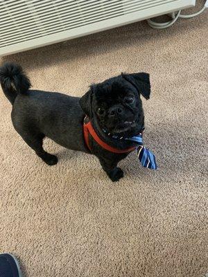 Blitz loves his new haircut and tie