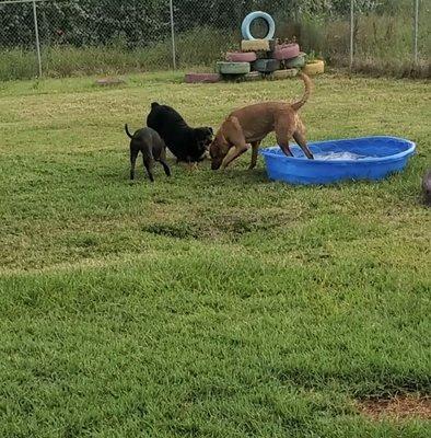 Doggie Daycare.