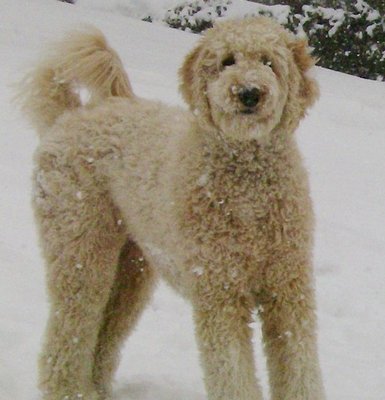 Fun in the snow with my pet sitter !!!!