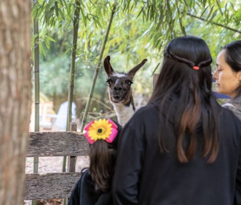 Visiting with llamas