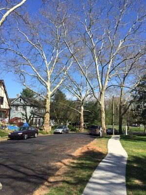 Large Sycamore removed and cleaned up.