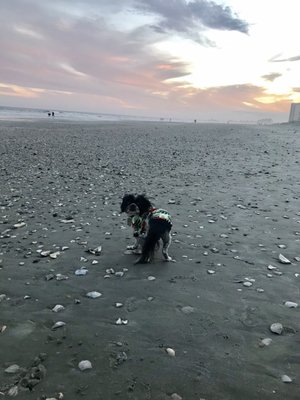 Egon on the beach