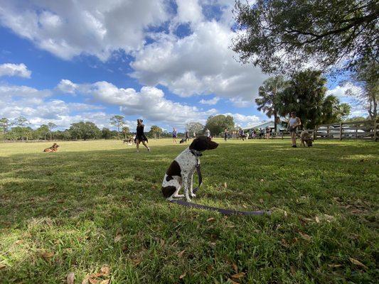 Calm and obedient in a group of other dogs