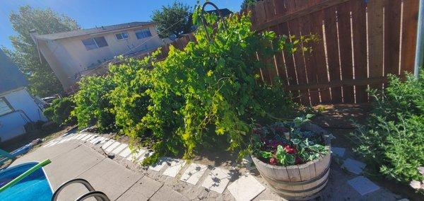 Lush grapevines. Complimentary seasonal fruit from my pesticide-free garden