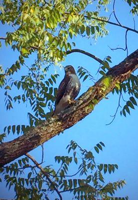 The resident, as yet unnamed, Red Tail Hawk.