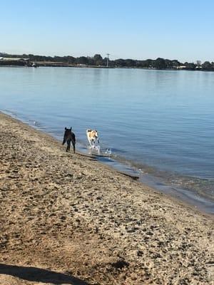 Running Dogs at Fiesta Island Dog Park
 Off leash Dog Walking for Active and Healthy Dogs