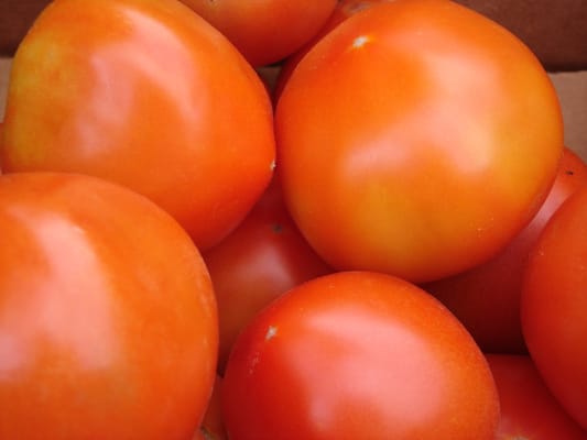 Fresh Climax Tomatoes