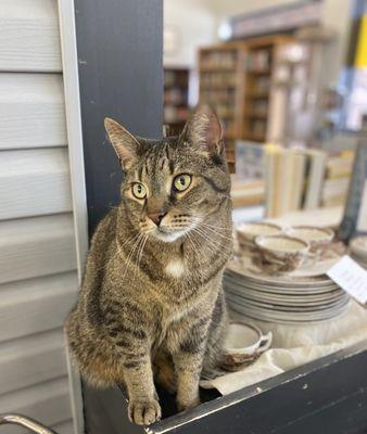 Our handsome store cat, Tigg