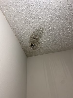 Black mold