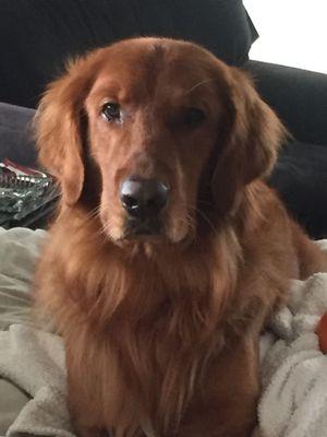 Max Matthias, beloved Golden Retriever rescue from Adopt-A-Golden-Birmingham.