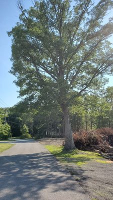 Unfinished tree and parking lot service