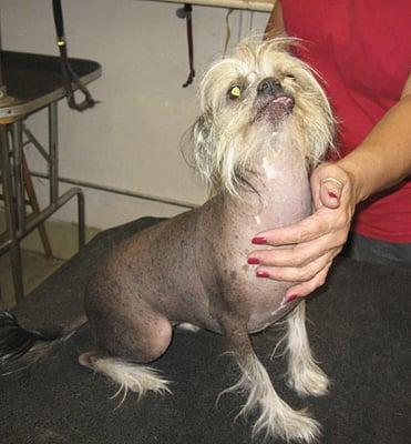 Rare dog breeds like this Mexican Hairless welcome!