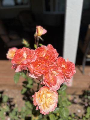 Roses in the farm picnic area