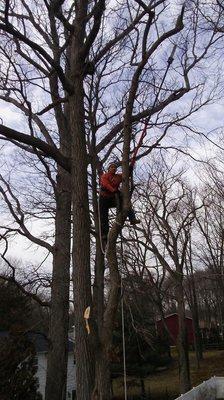 Tree removal