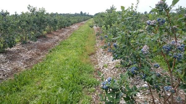 Rows and rows of blueberries!