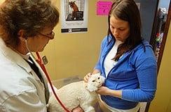 Kirksville Small Animal Hospital