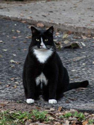 Clyde ... our watch cat