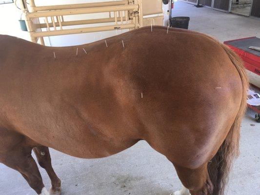 Acupuncture for hind end lameness