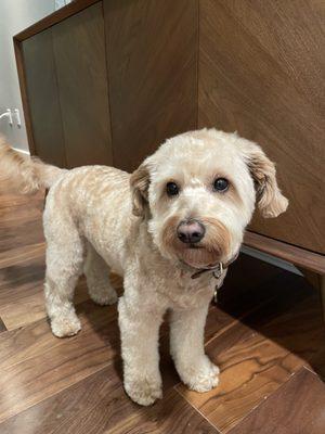 My dog after a groom with Neil