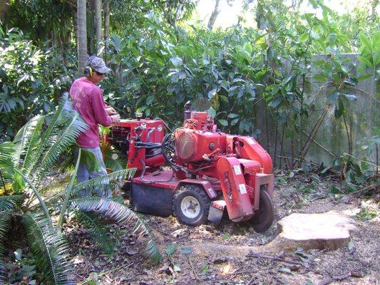 Tree removal