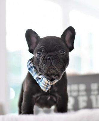 French Bulldog charm alert! Puppy for sale - with a heart of gold and a face to melt yours."