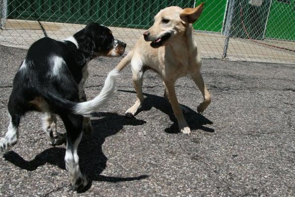 Puppy Play Group