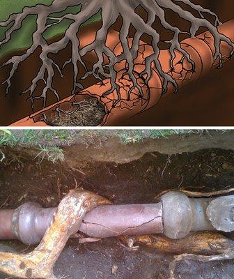 Roots in pipes