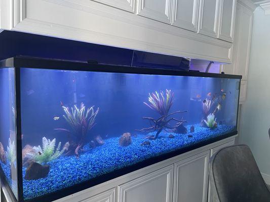 180 Freshwater aquarium with Angel Fish and Glow fish.