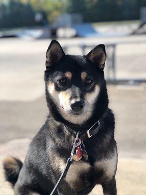 @ino.the.shiba at the skate park!