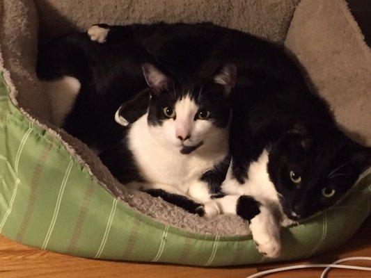 Junior and Mittens, loafing