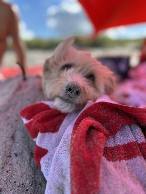 The Dog Beach of Hollywood