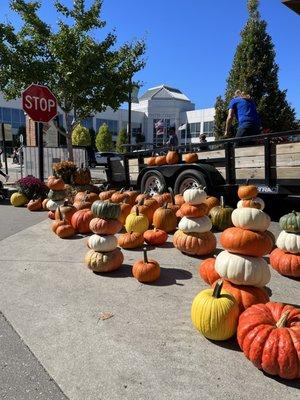 Pumpkin galore