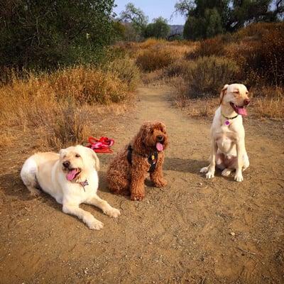 Dali, Luna and Maizie.... Taking a moments pause whilst out hiking!