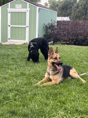 Kona and Bruin hanging out!